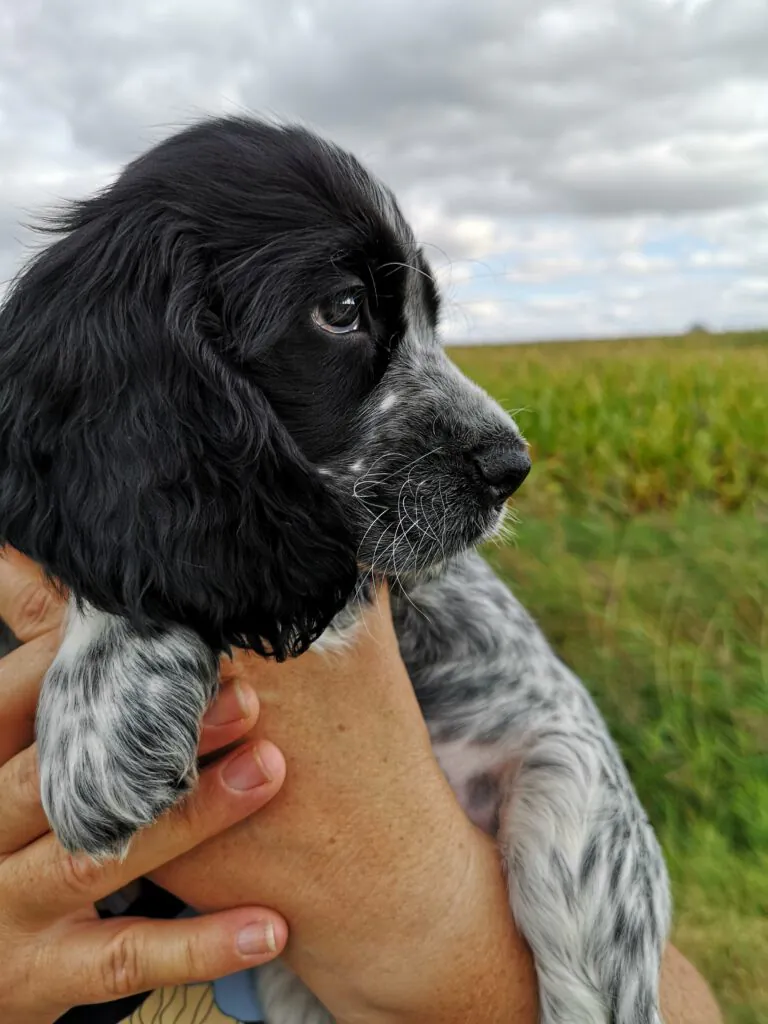 Fold Hill Foods donates over £50,000 to pet charities