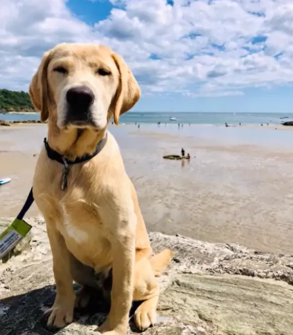 Fold Hill Foods Ltd meets their Guide Dog puppy